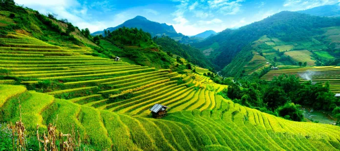 Rice fields Northwest Vietnam