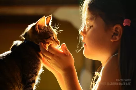 Professional whisker adjustment on a cat, performed by little girl