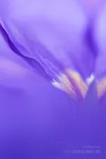 Abstract of purple primula selective focus on a petal