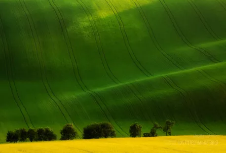 A great wave where yellow and green fields meet