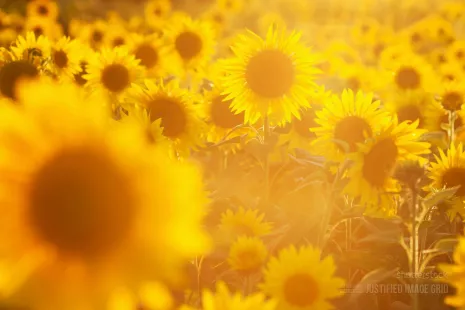 Very sunny sunflower field