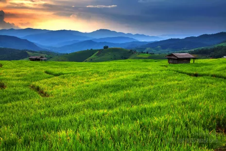 Fresh terrace rice field over the mountain range in sunset