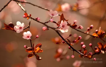 Beautiful flowering cherry Sakura is the Japanese term for ornamental cherry blossom trees and their blossoms