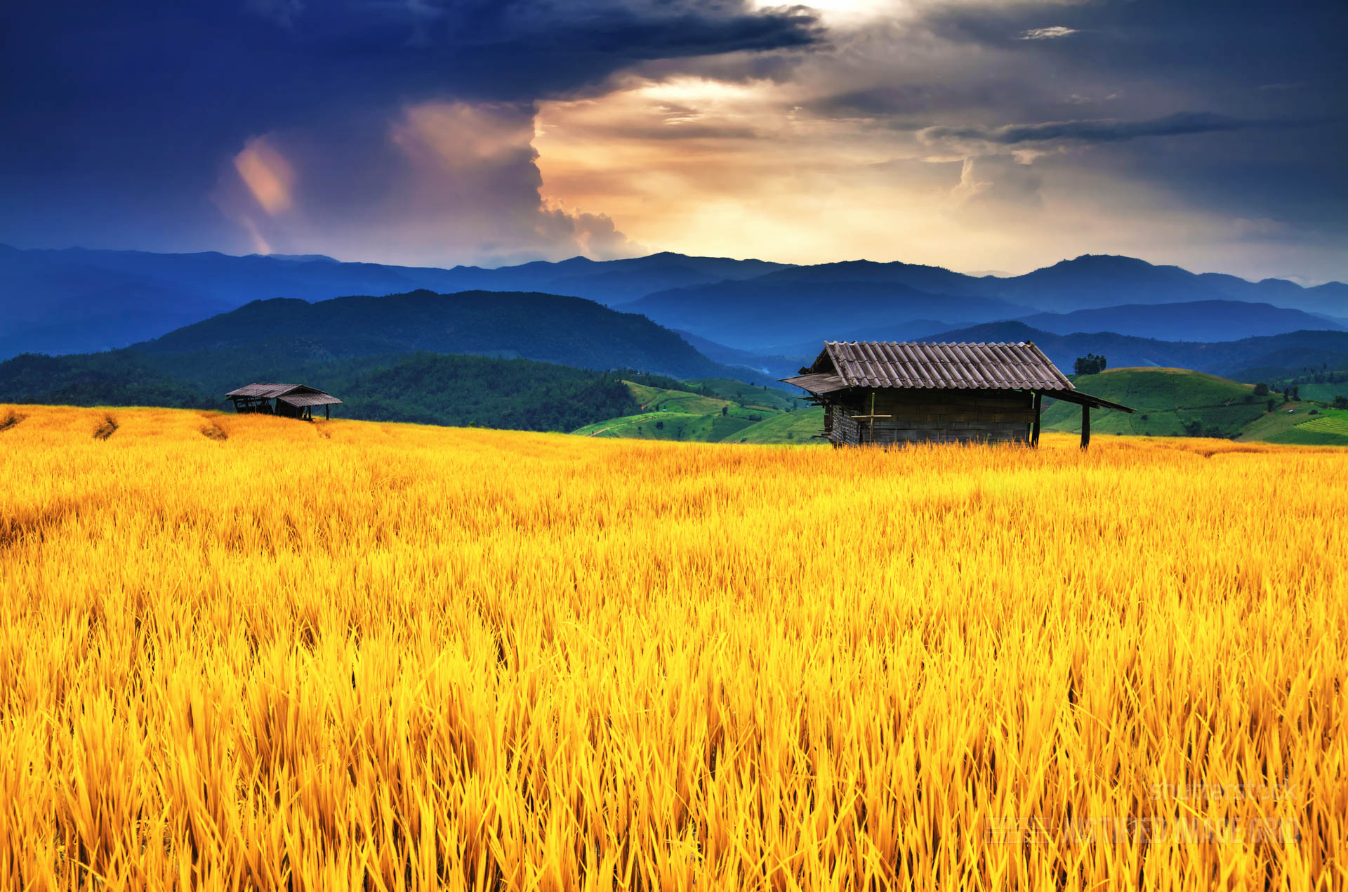 Golden Rice Field - Justified Image Grid